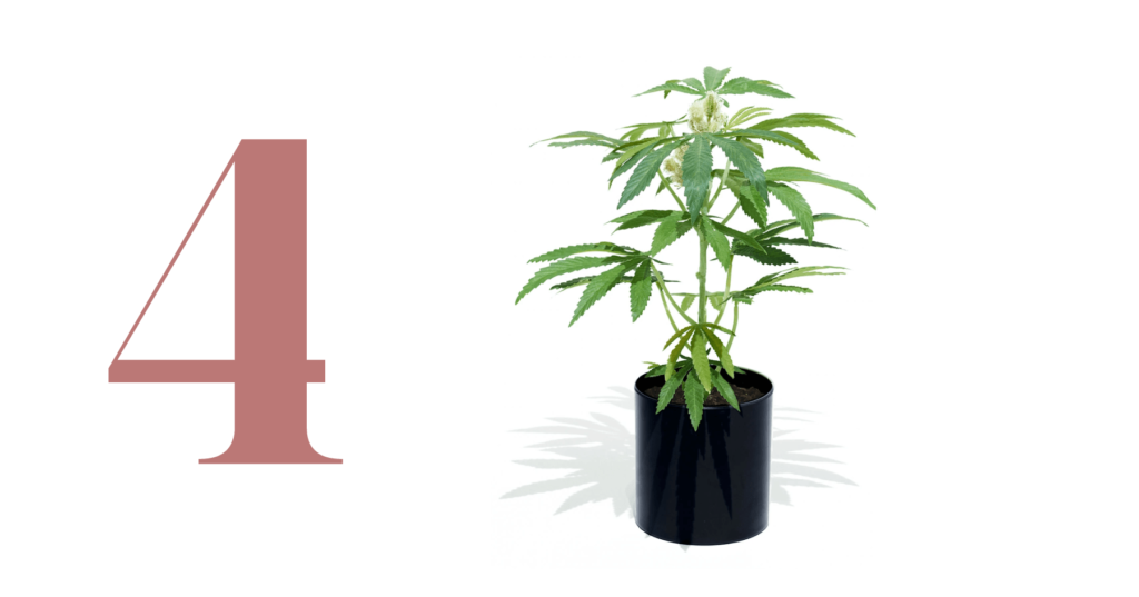 Pot Plant Faux Cannabis